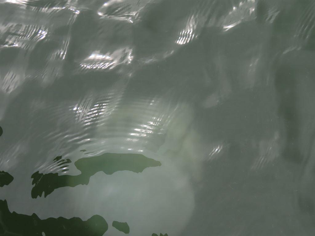 jellyfish