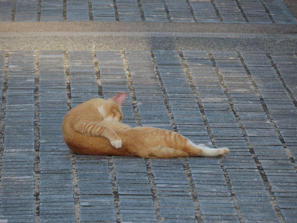 cat2