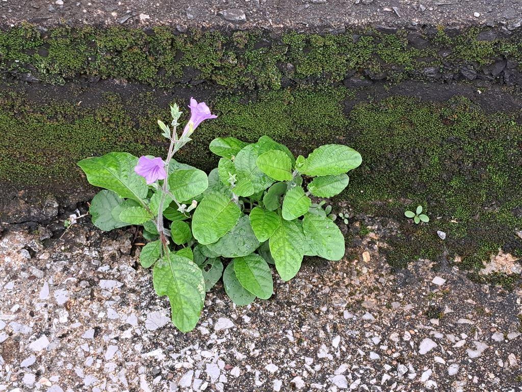 gutter