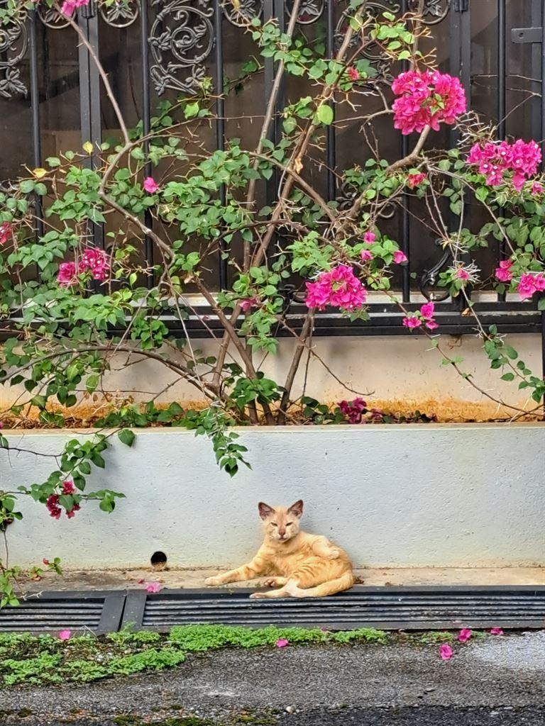 cat