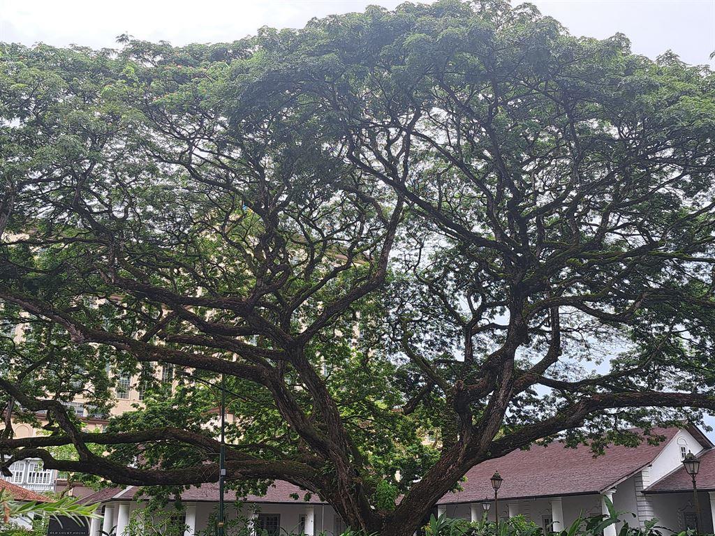 raintree
