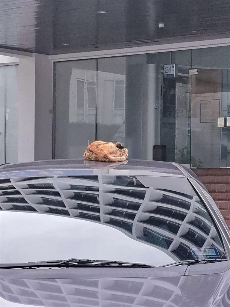 catoncar