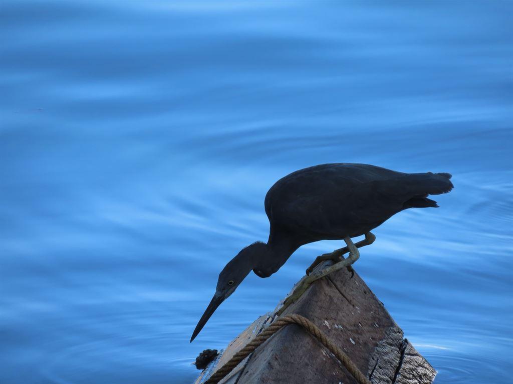 heron