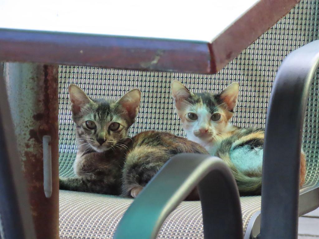kitties