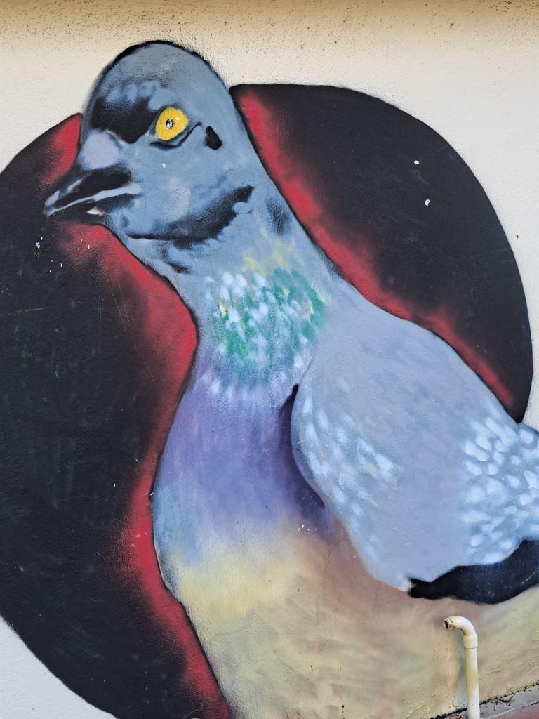pigeon