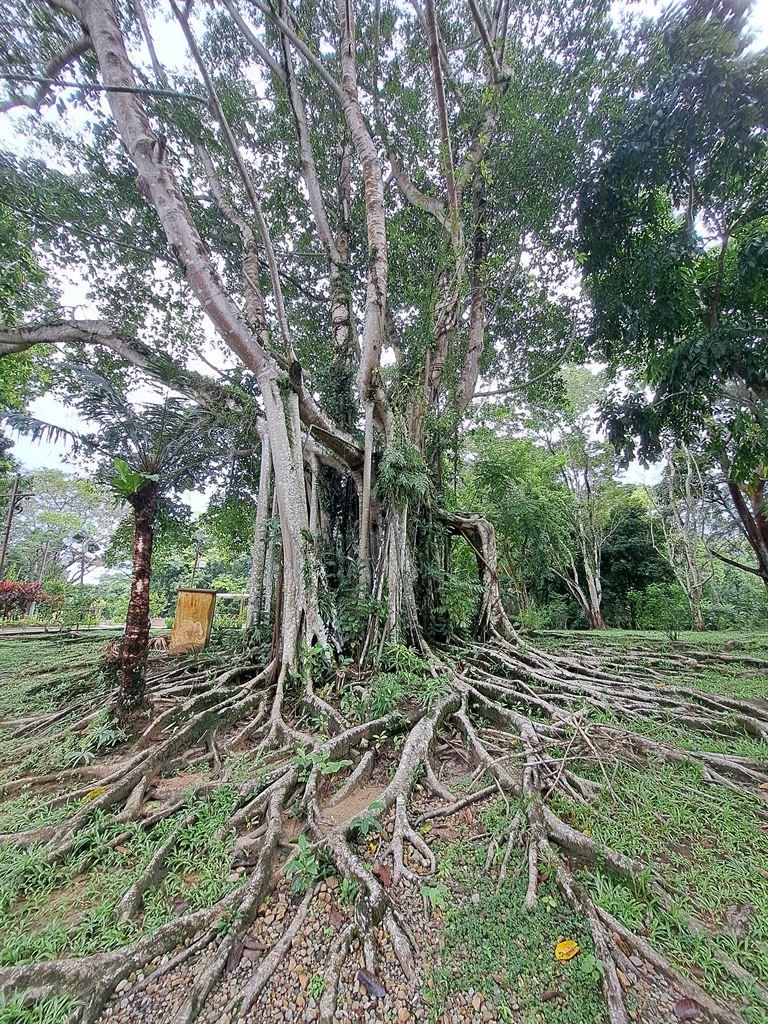 banyan