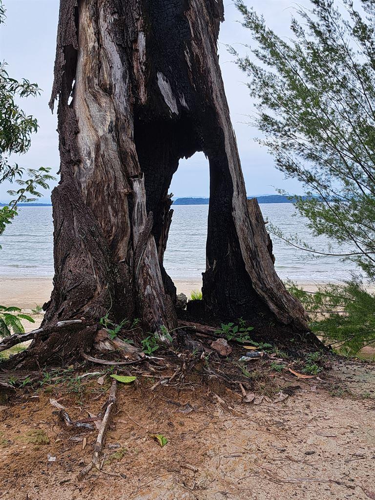 tree
