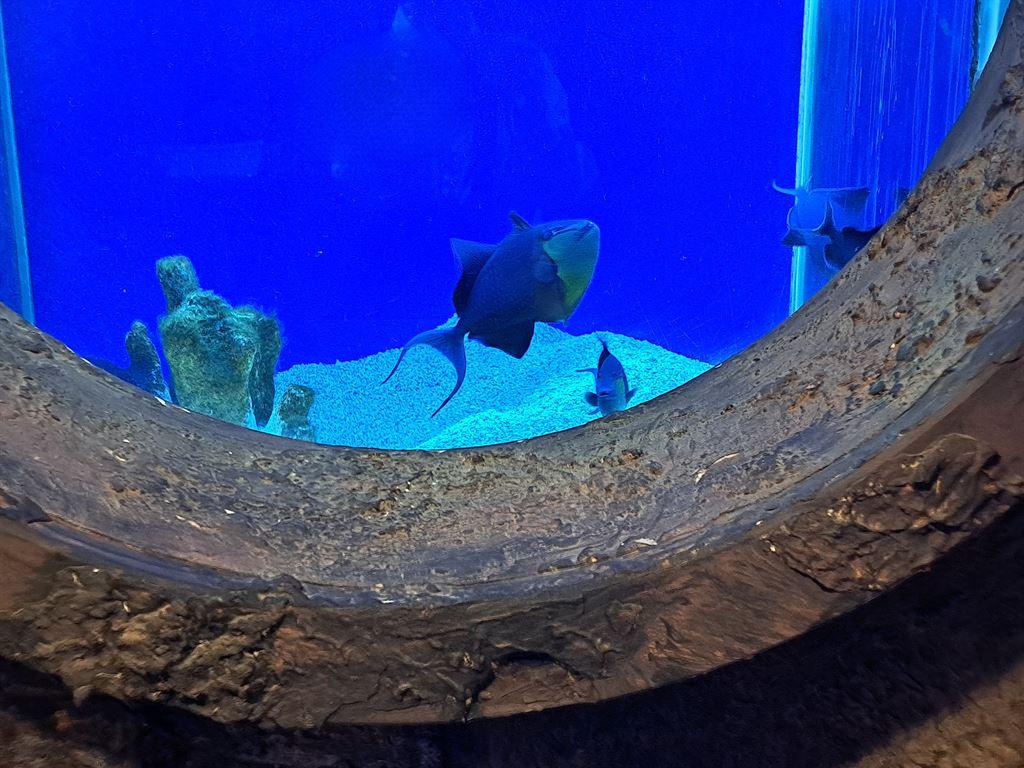 fish