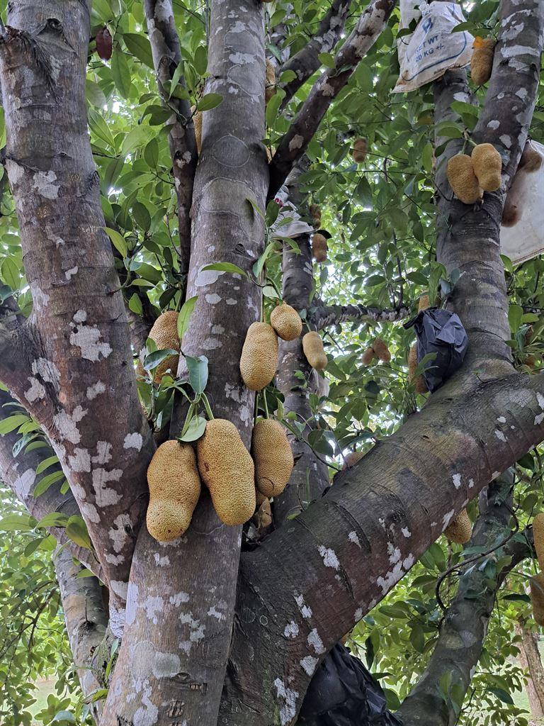cempedak