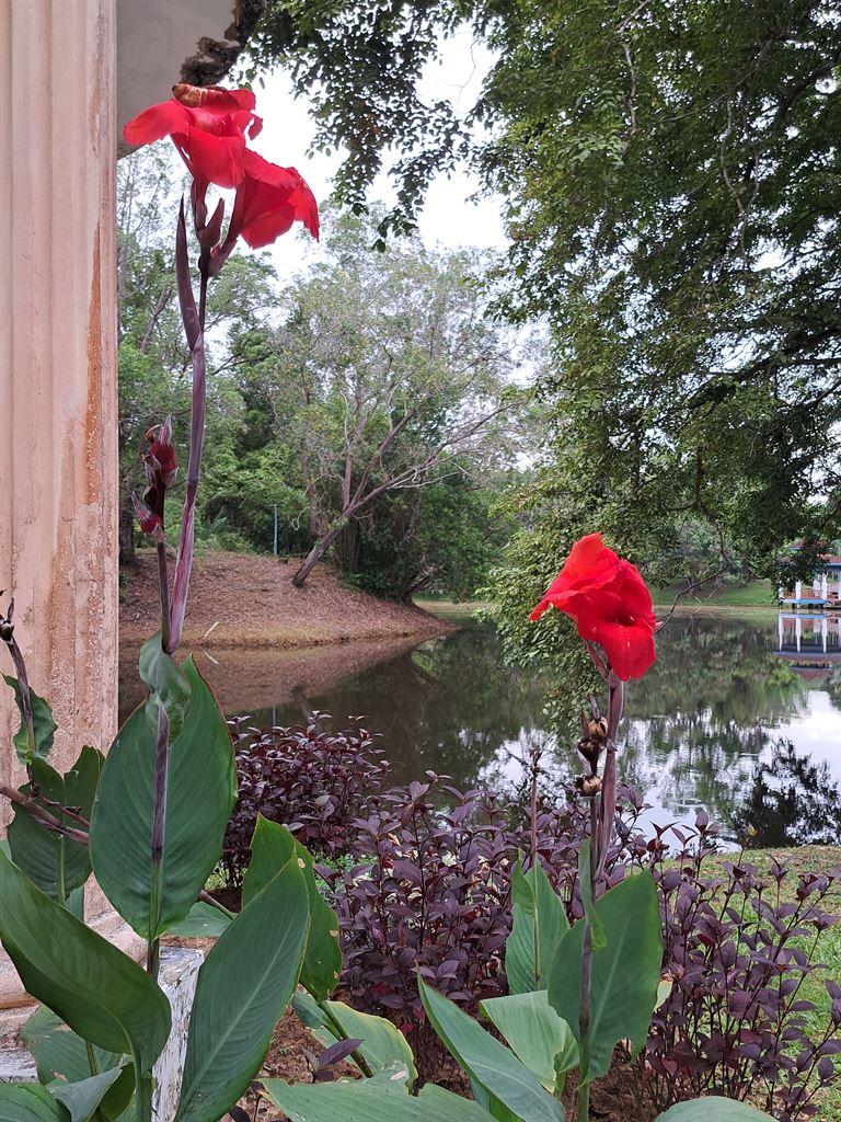 hibiscus