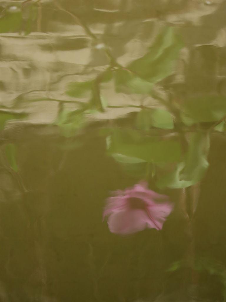 flowerreflec