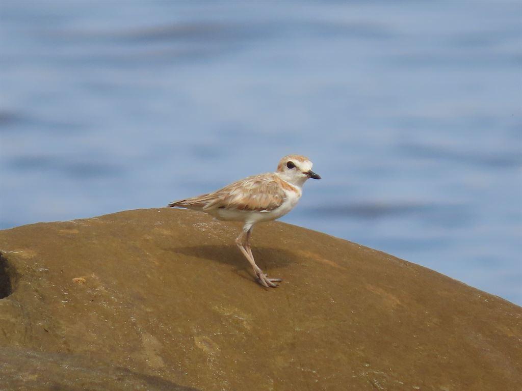 bird2