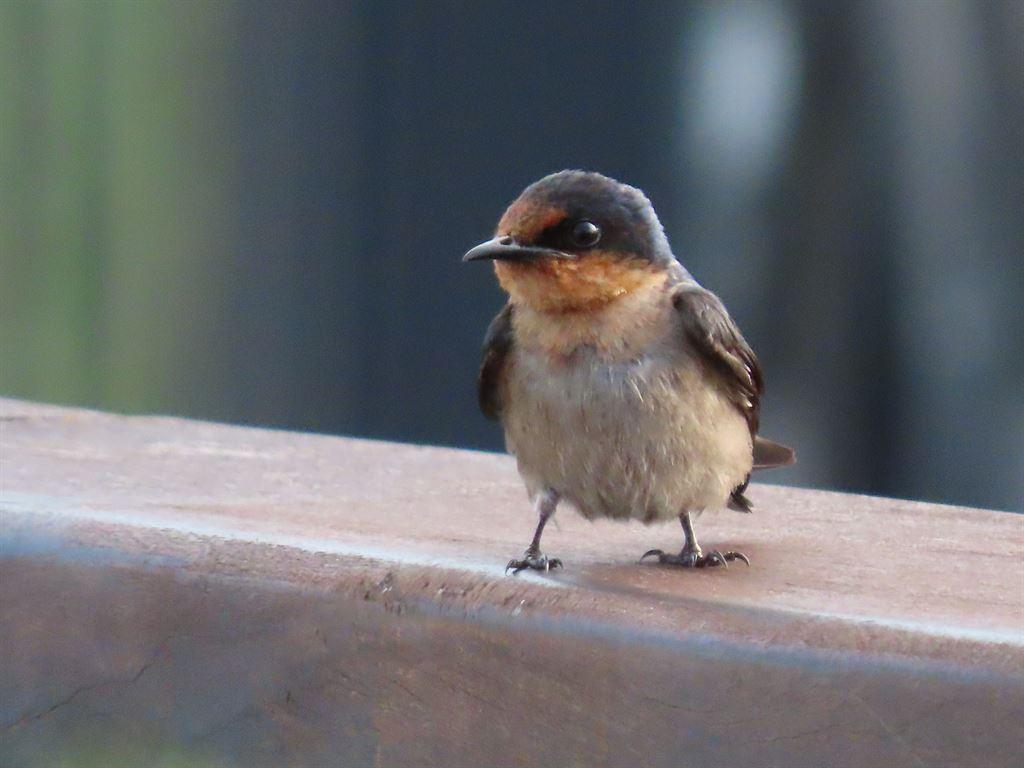 bird