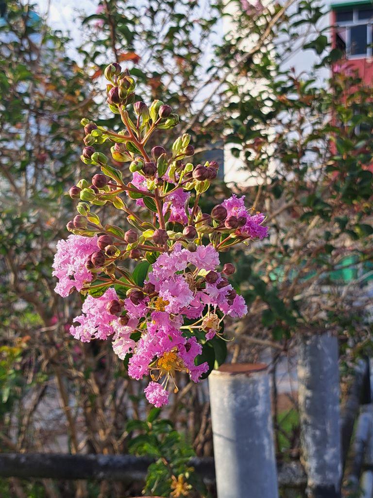 flower&street