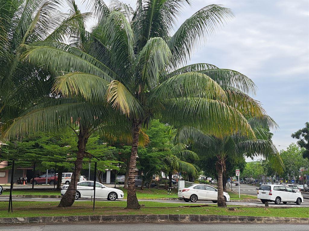 trees