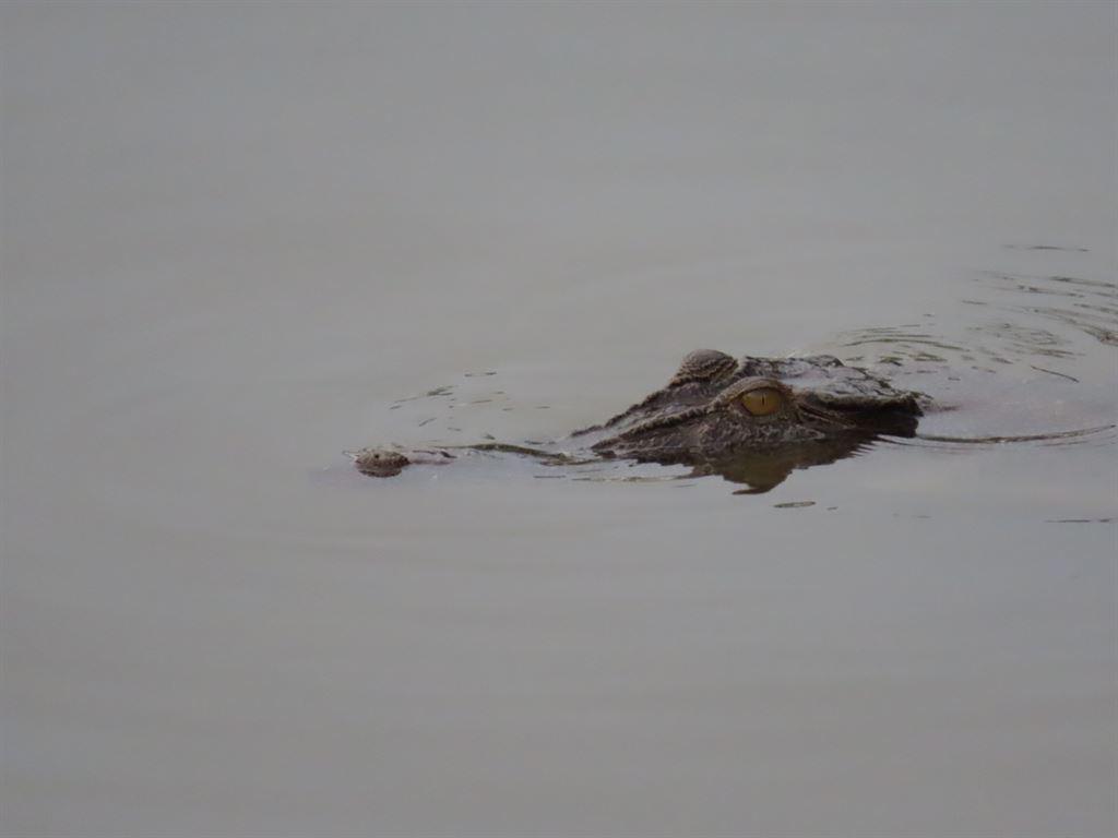 amcroc1