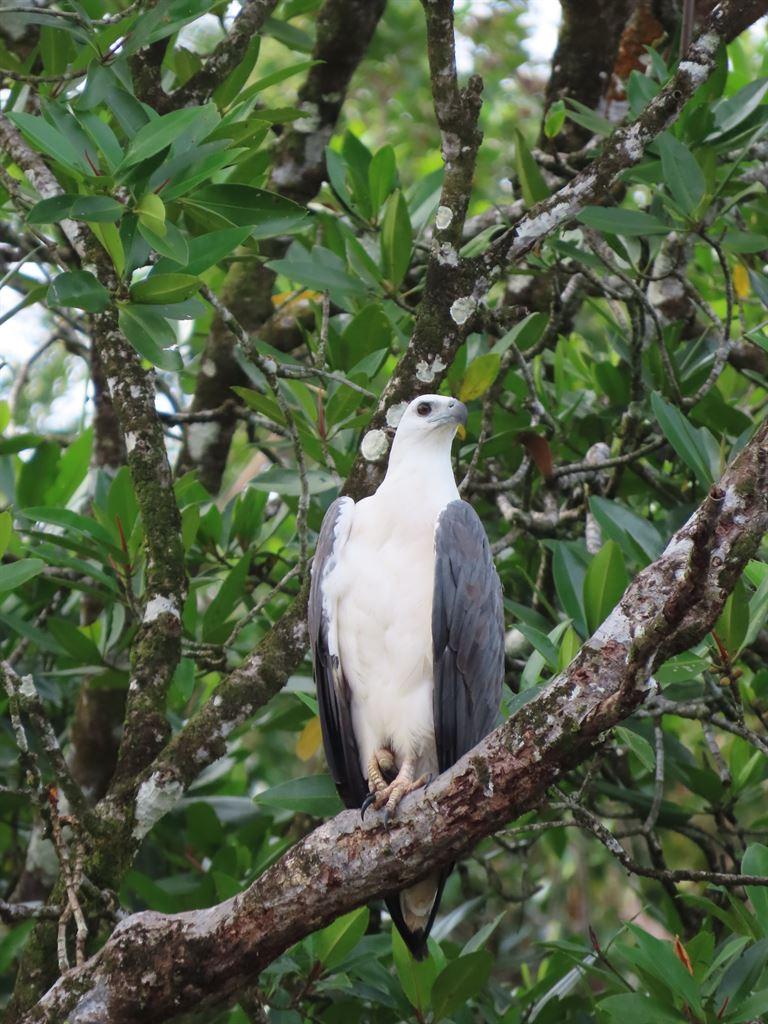 eagle