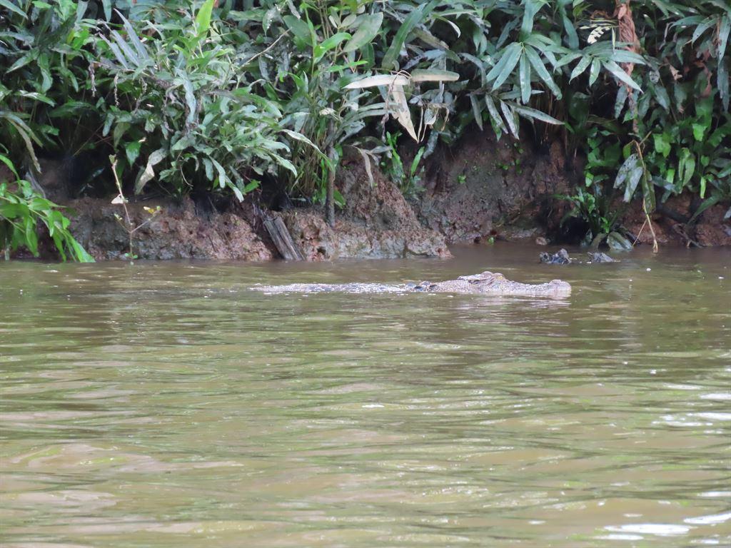 ccroc