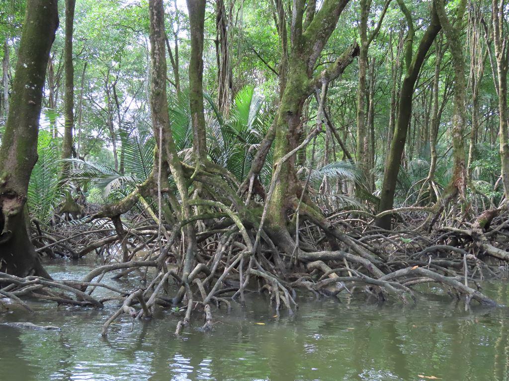 mangroves