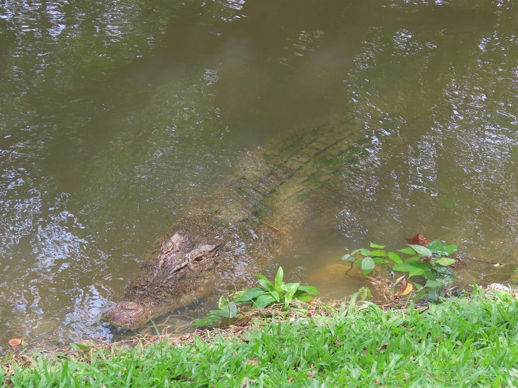 pmcroc1