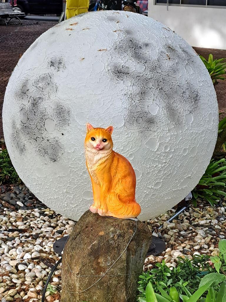 cats2