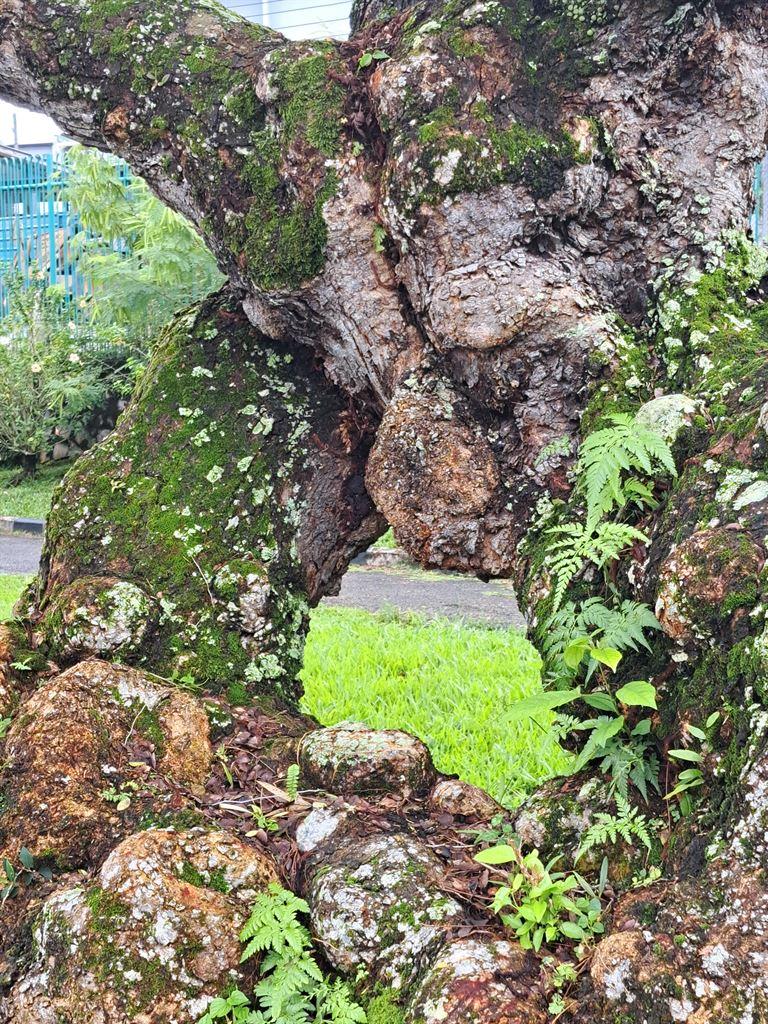 tree2