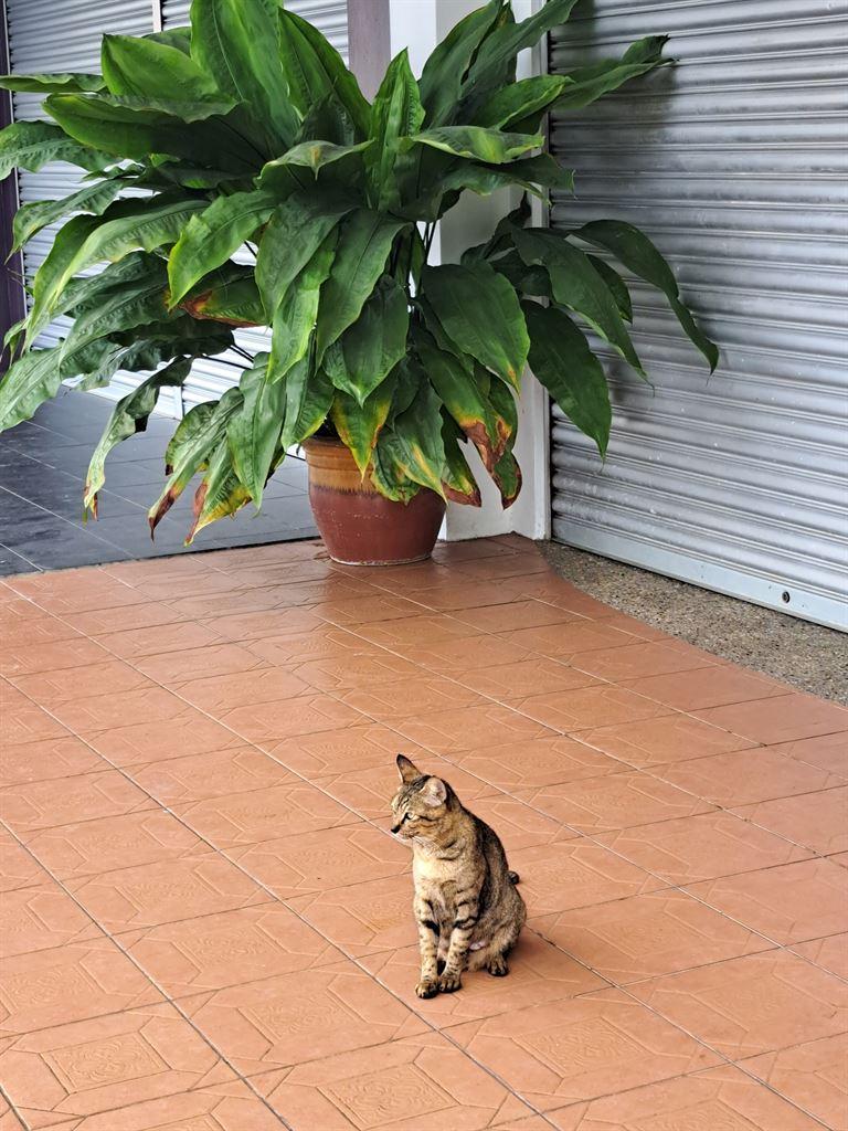 cat