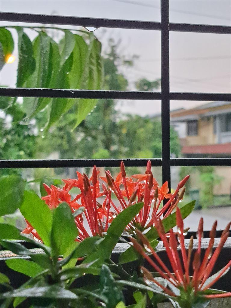 orangeflowers
