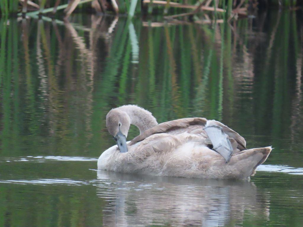 swan