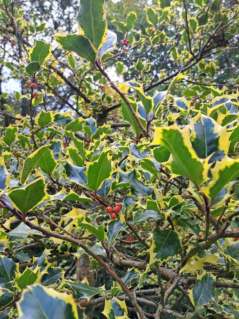 holly