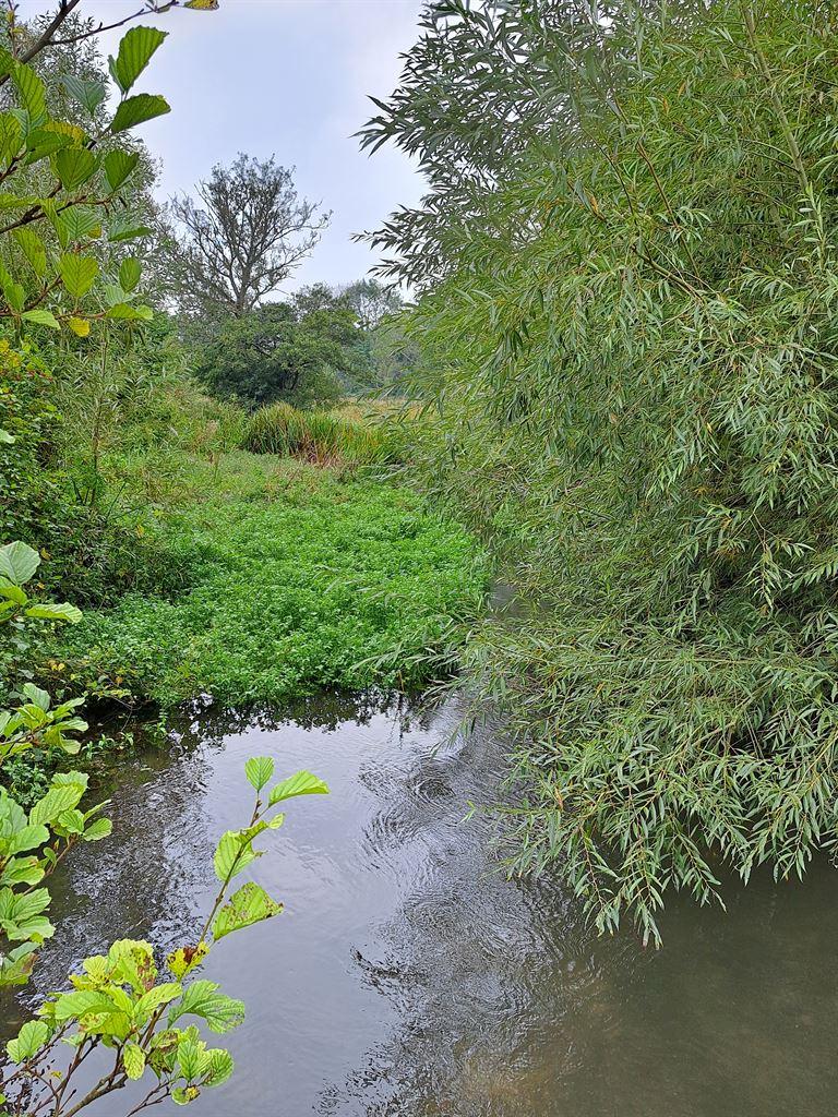 watermeadows