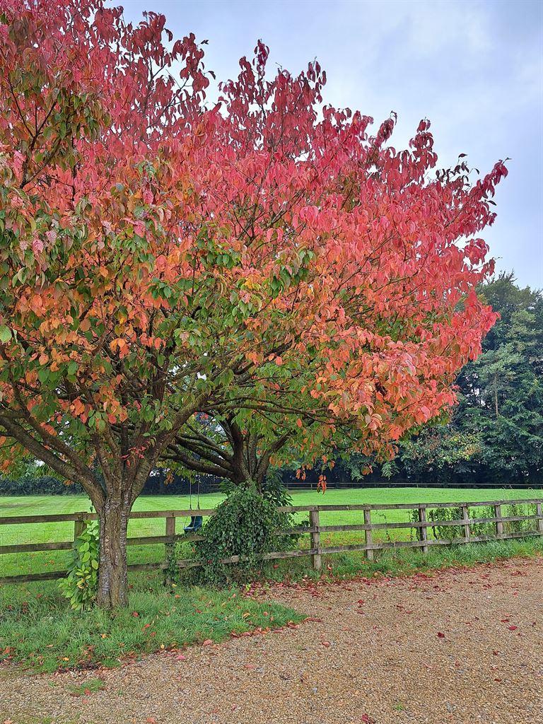 tree