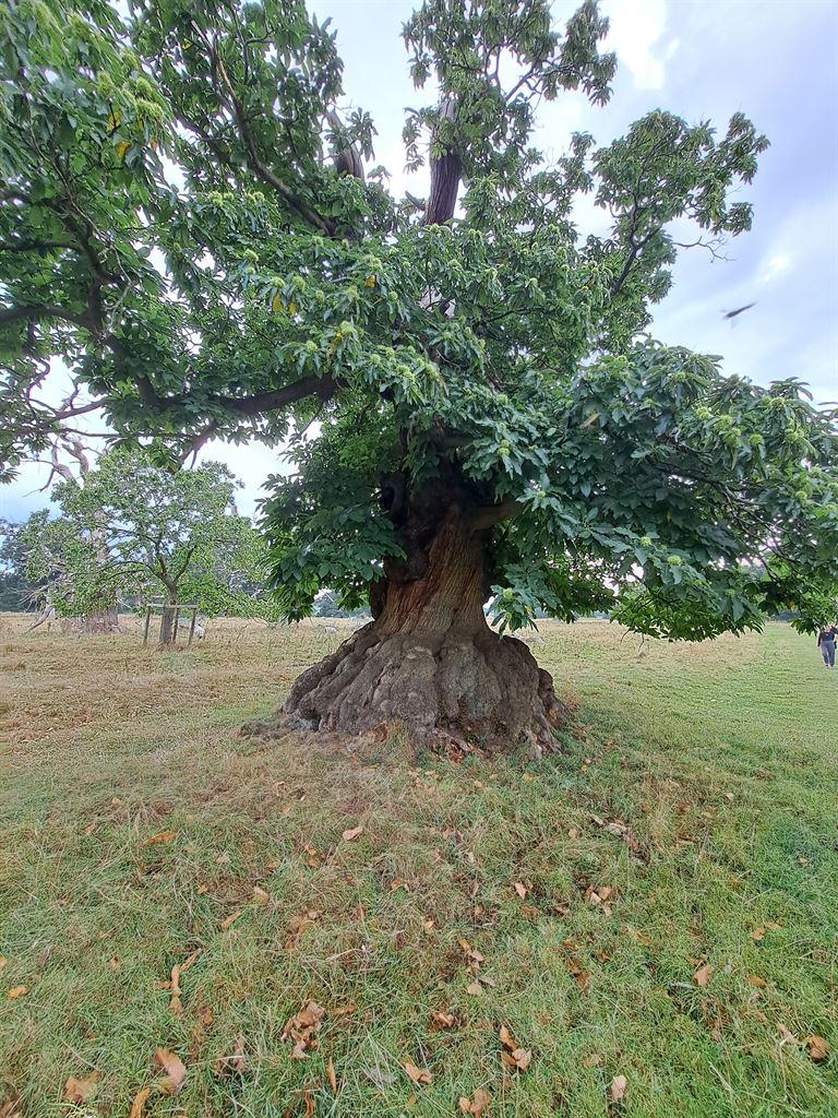 tree