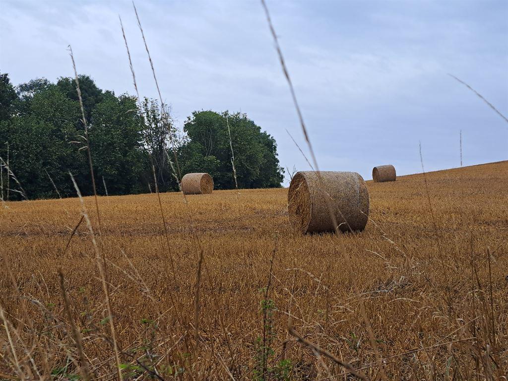 hay