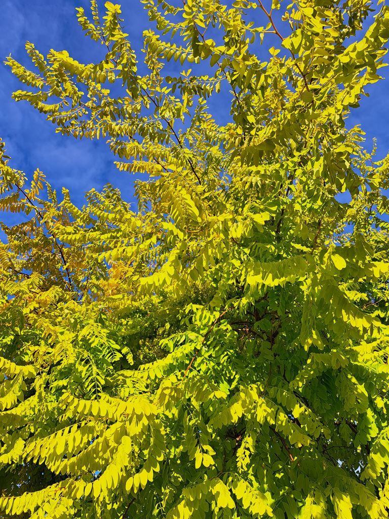 leaves