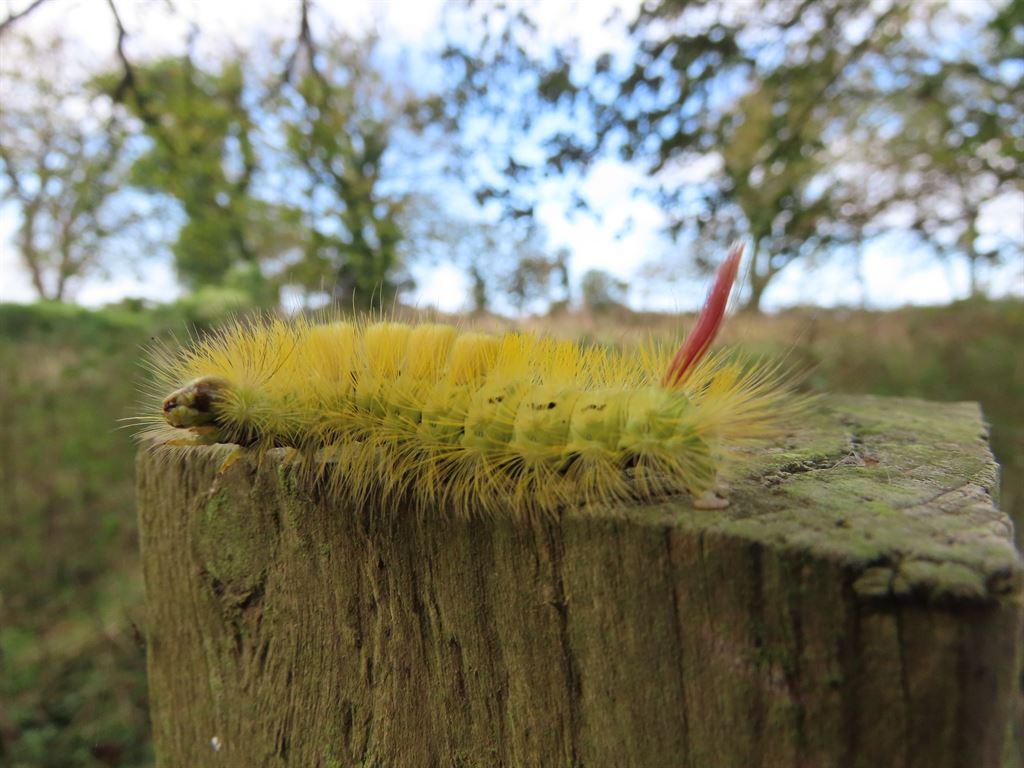 caterpillar