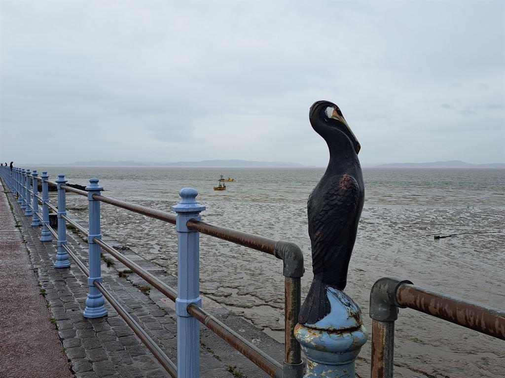 cormorant