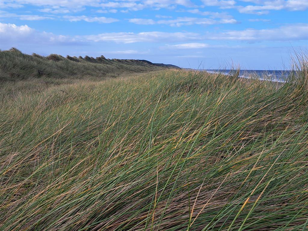 dunes