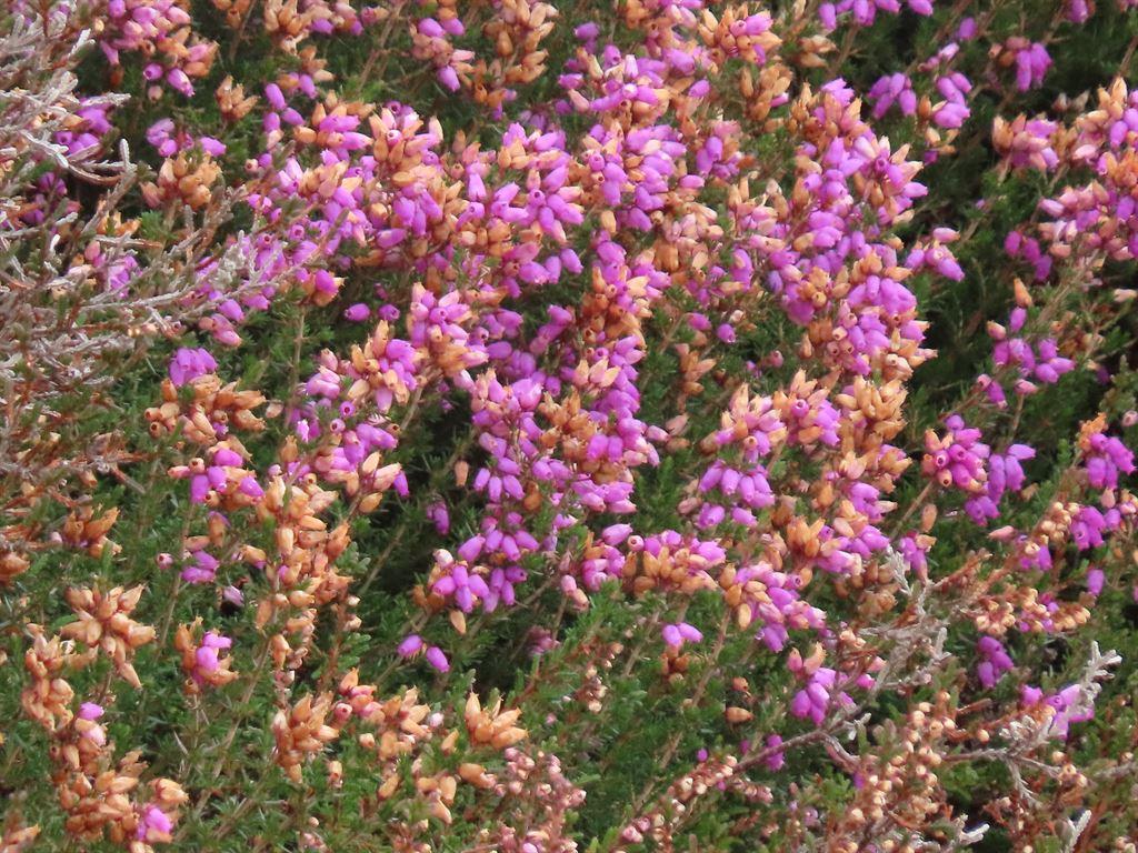 heather