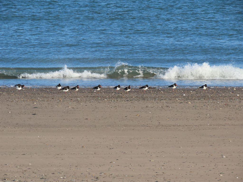 birds1