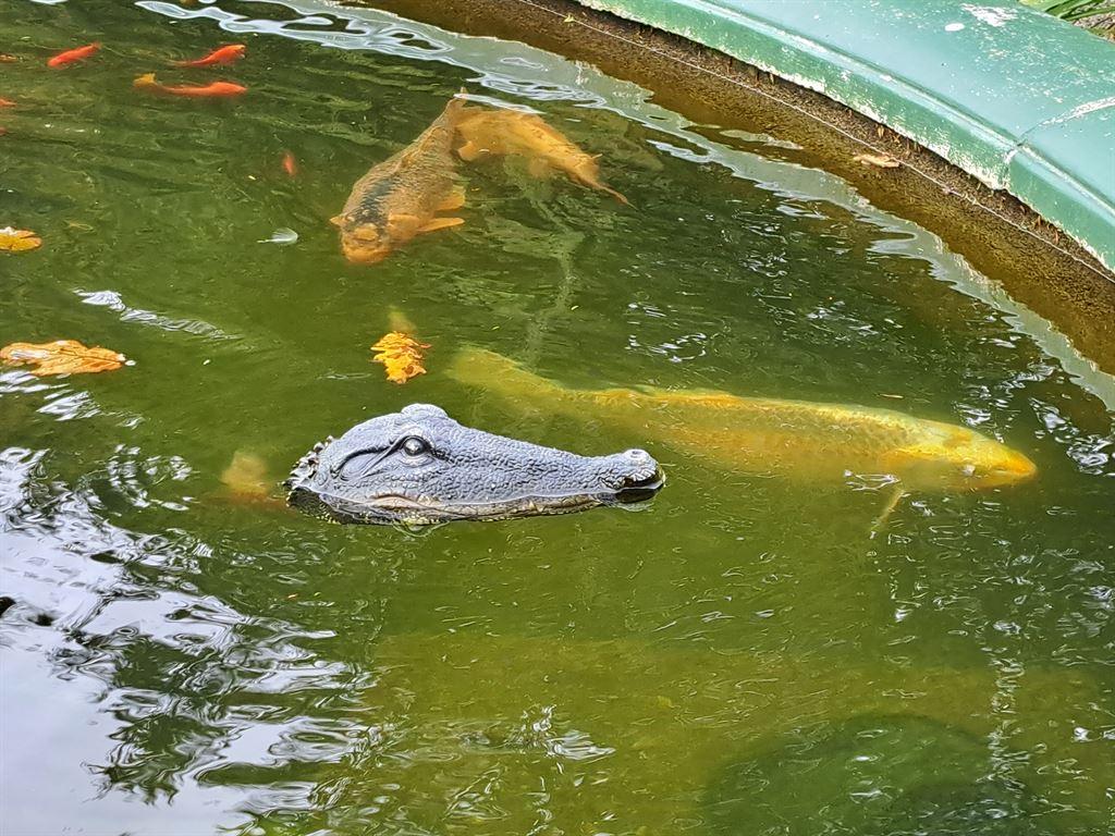 croc