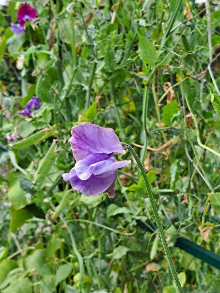 sweetpea