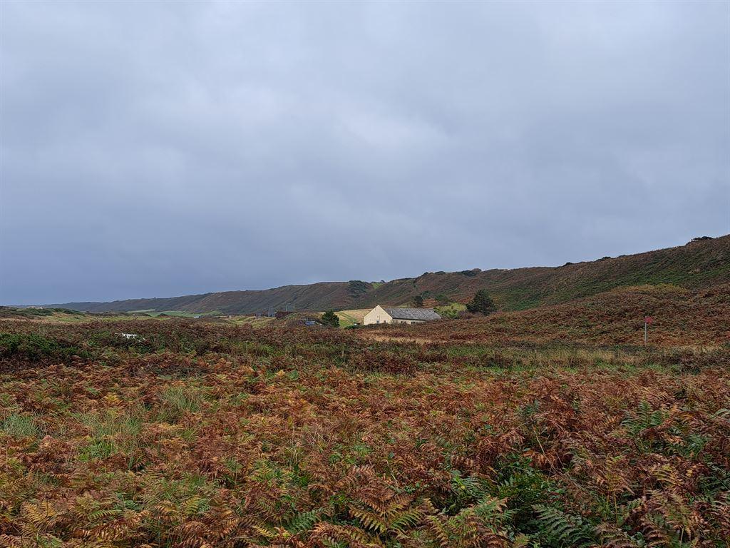 bracken