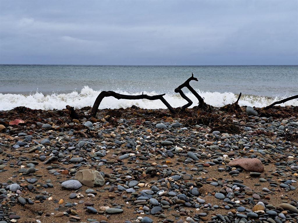 driftwood1