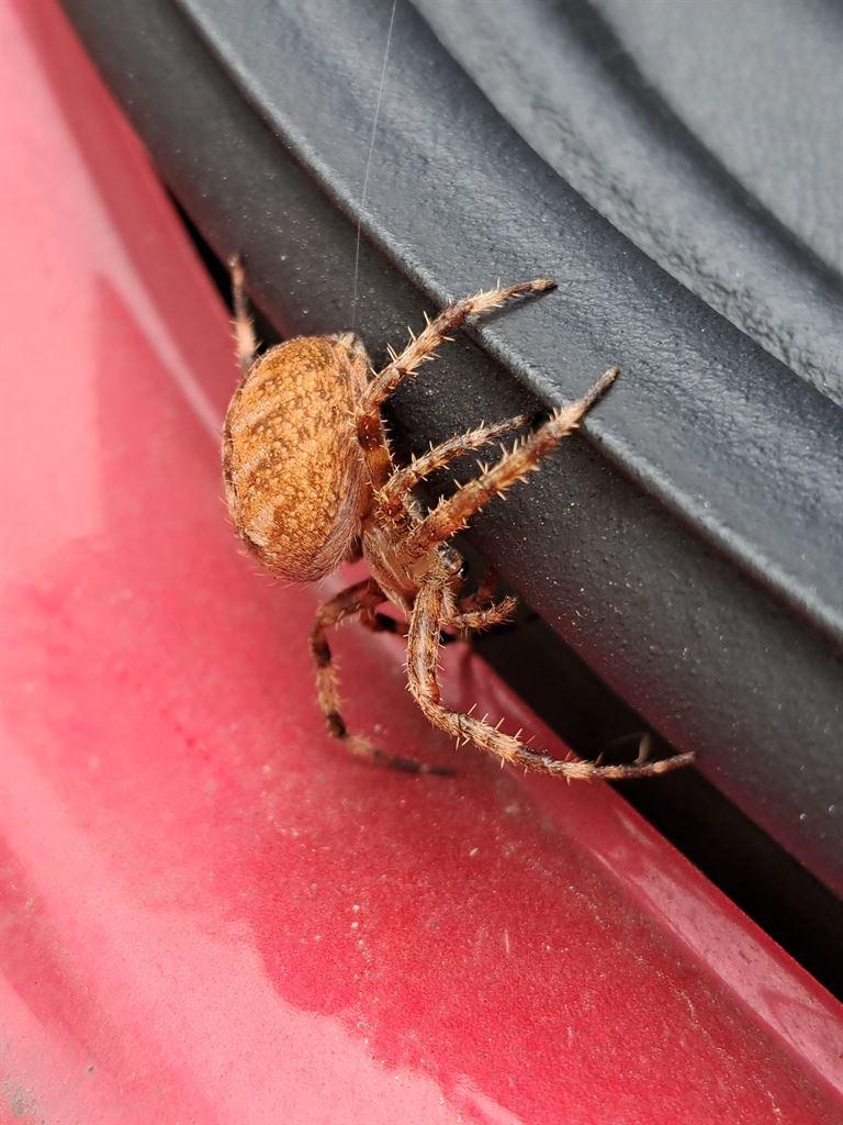 spider