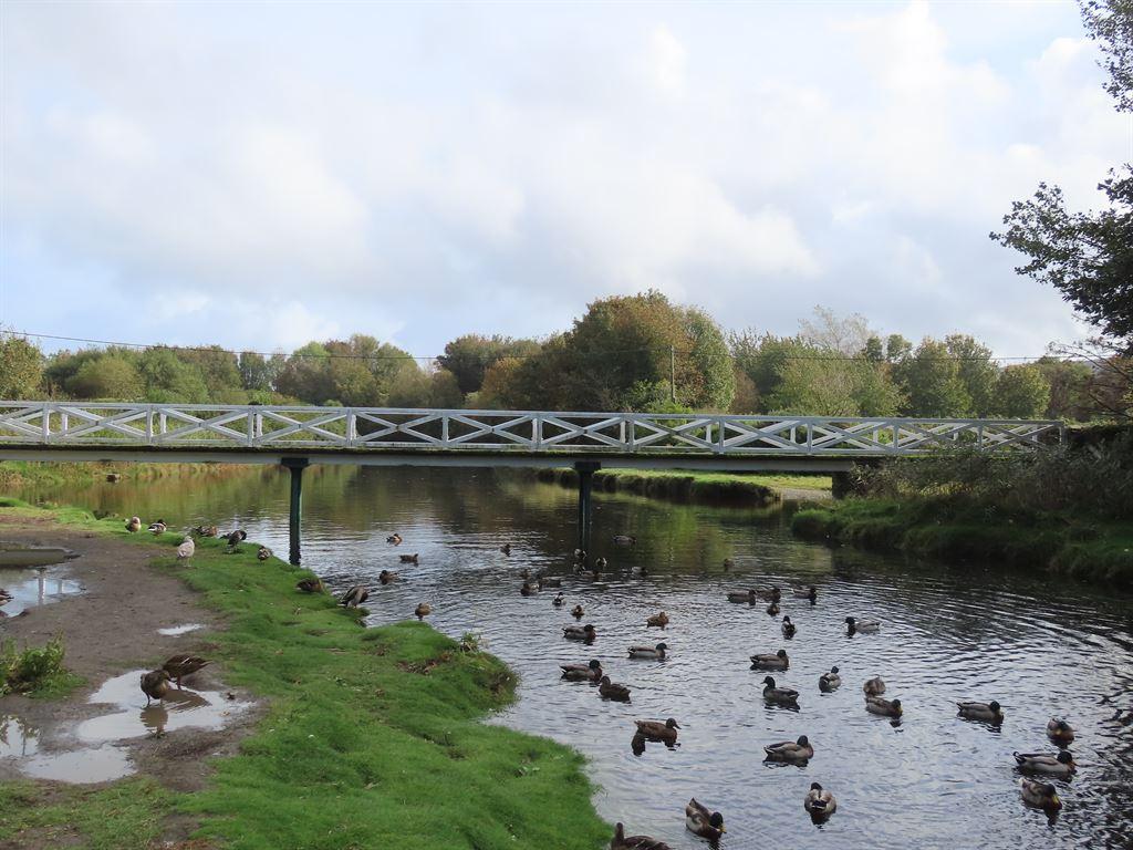 ducks