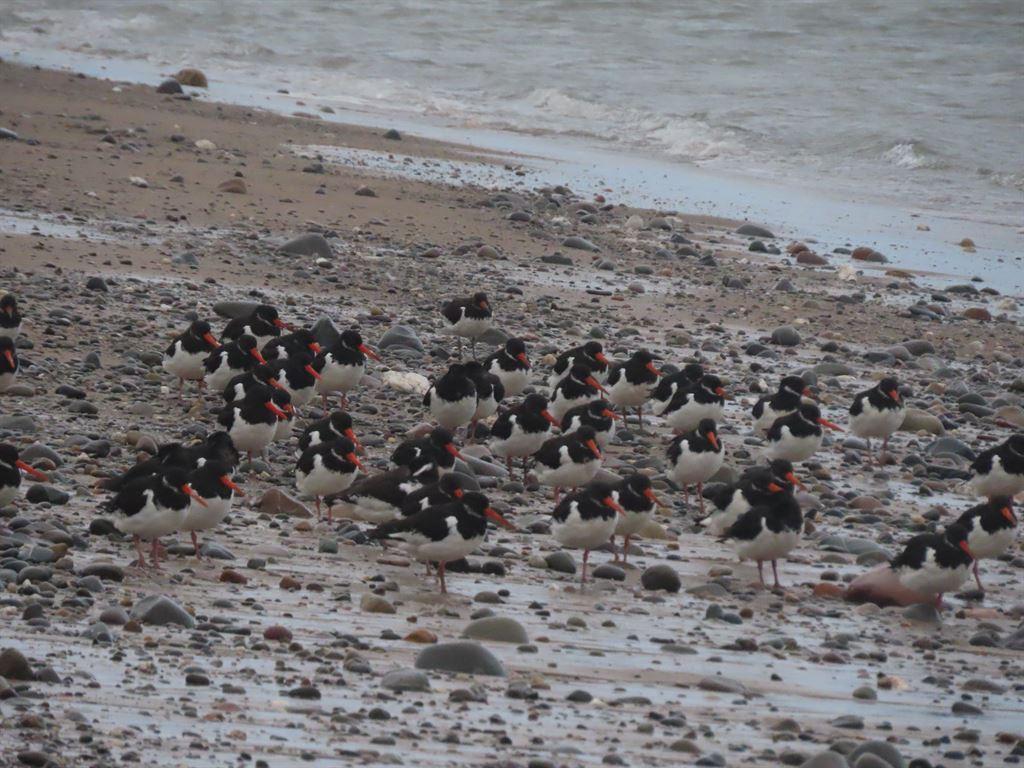 oystercatchers