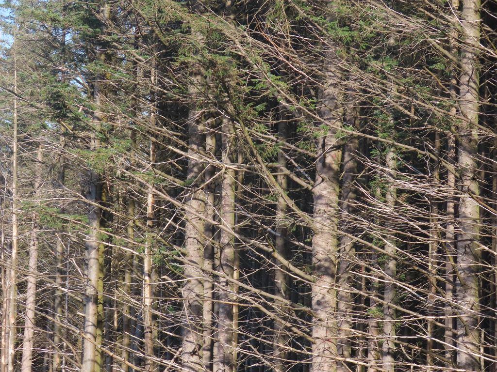 trees