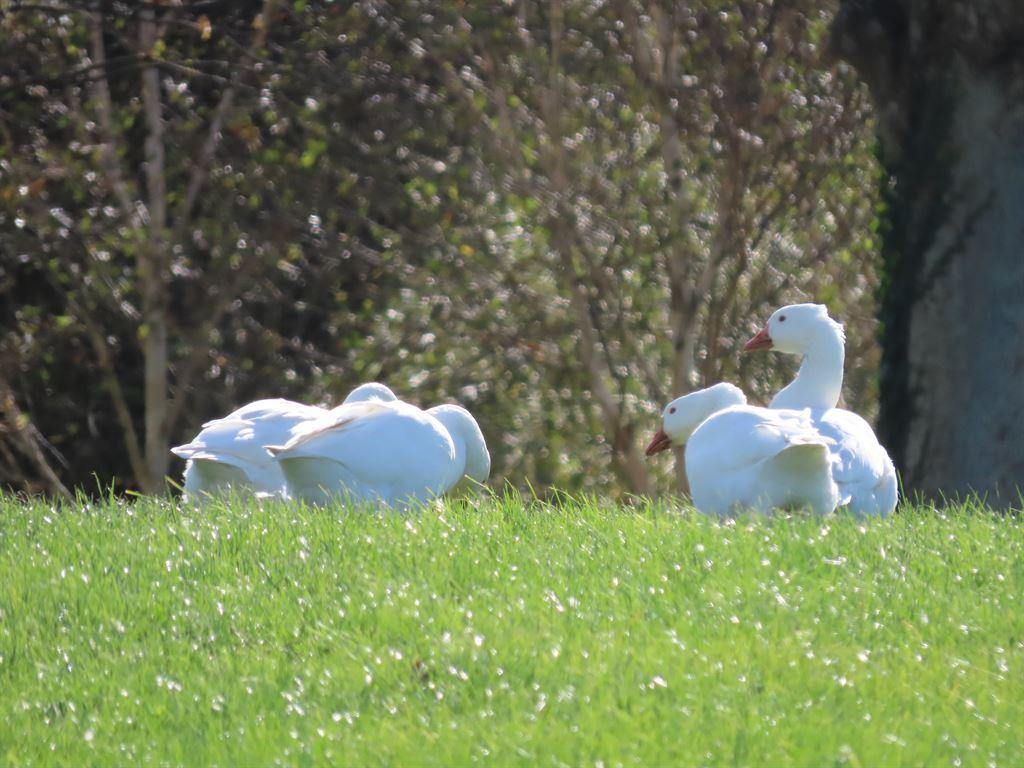 geese