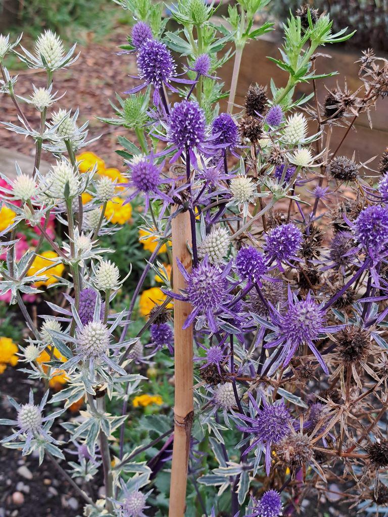 purple&yellow